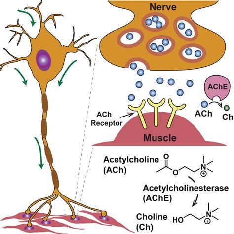 Neurotransmitters: Acetylcholine – Introduction to .